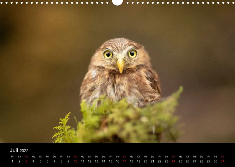 Eulenkalender 2022 Querformat