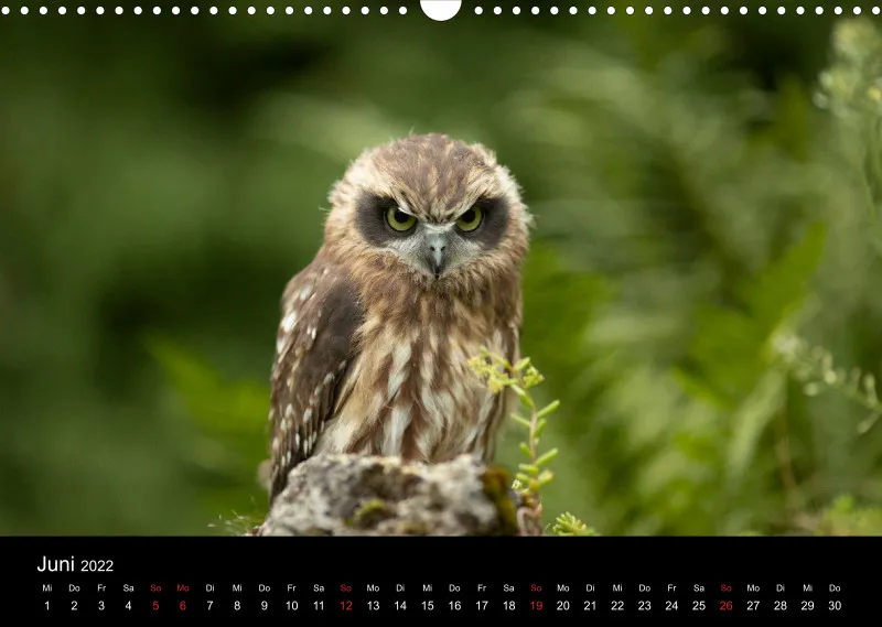 Eulenkalender 2022 Querformat