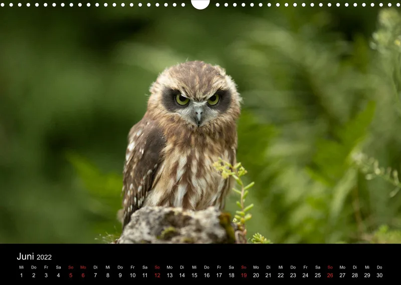 Eulenkalender 2022 Querformat