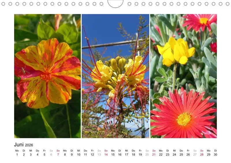 Fotokalender 2026 La Palma Birgit Knodt
