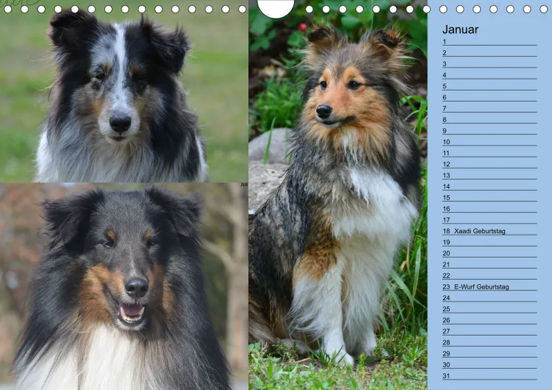 Birkenshelties Kalender 2023 in A4