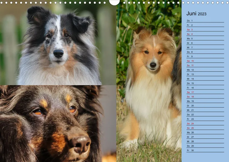 Birkenshelties Kalender 2023