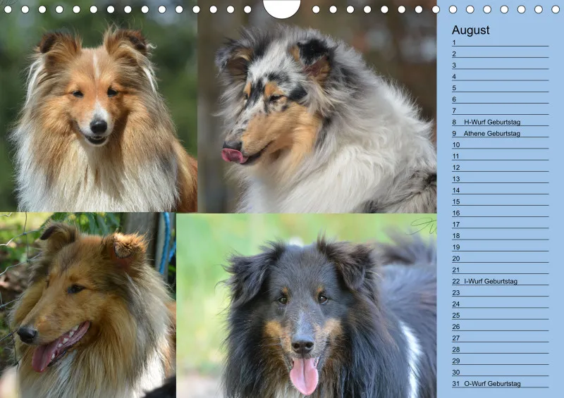 Birkenshelties Kalender 2023 in A4