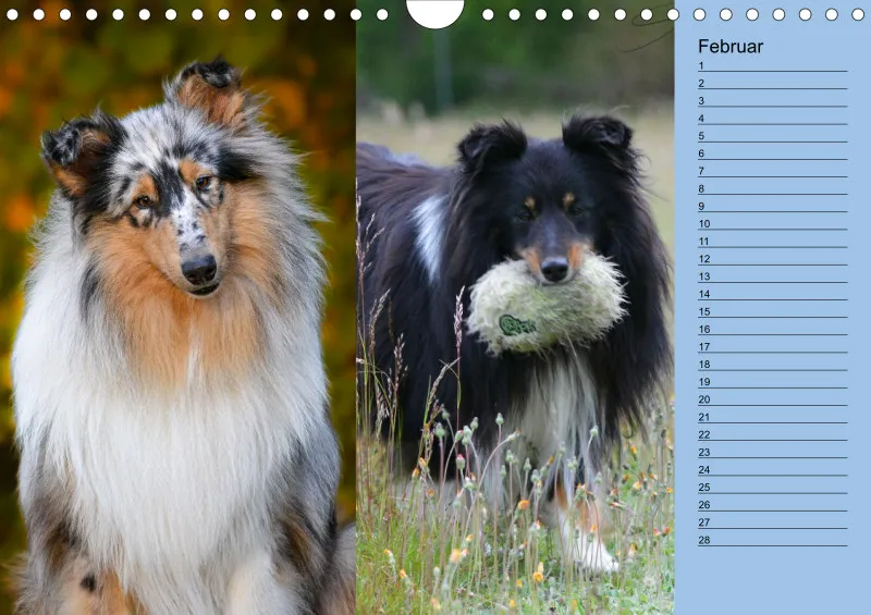 Birkenshelties Kalender 2023 in A4