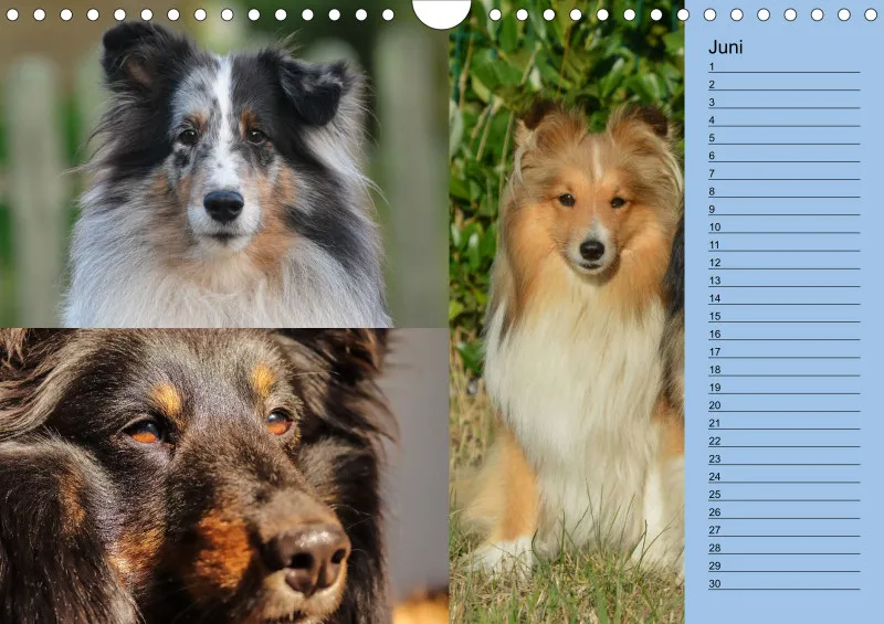 Birkenshelties Kalender 2023 in A4
