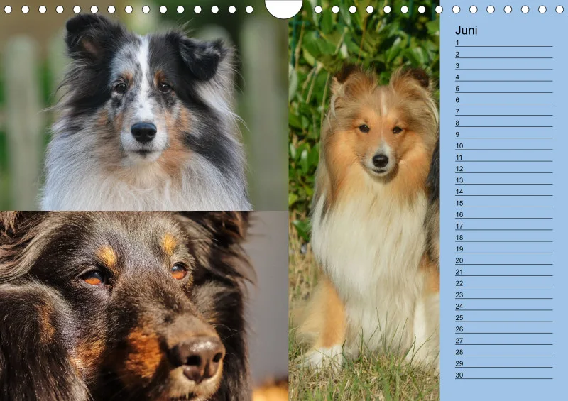 Birkenshelties Kalender 2023 in A4