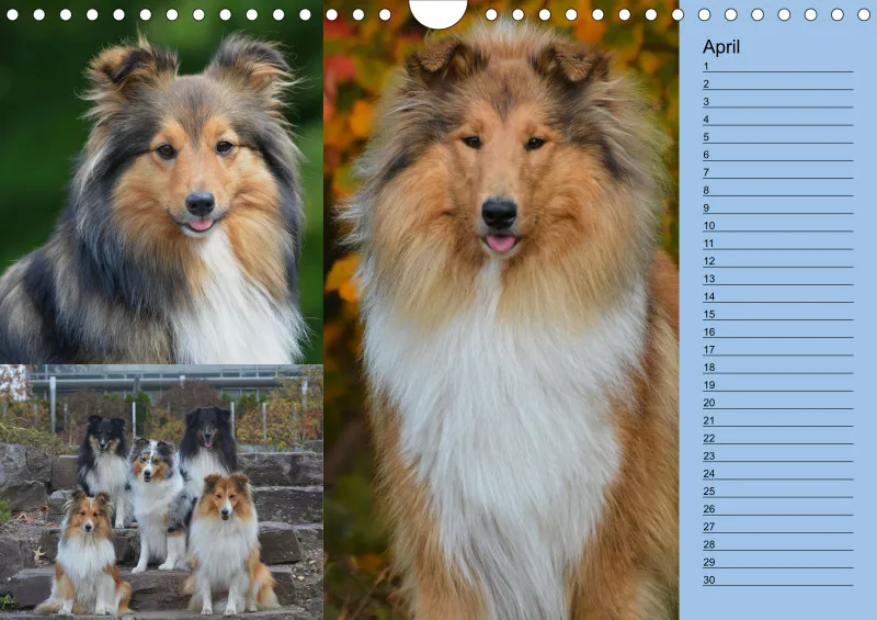 Birkenshelties Kalender 2023 in A4