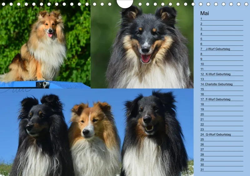Birkenshelties Kalender 2023 in A4