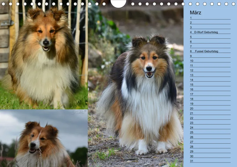 Birkenshelties Kalender 2023 in A4