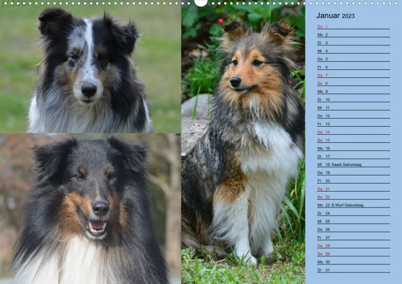 Birkenshelties Kalender 2023