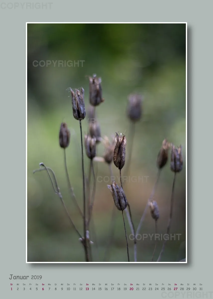 Fotokalender / Gartenzauber, 2019