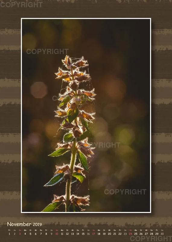 Fotokalender / Gartenzauber, 2019