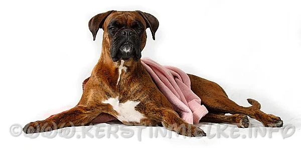 Boxer-Kalender
