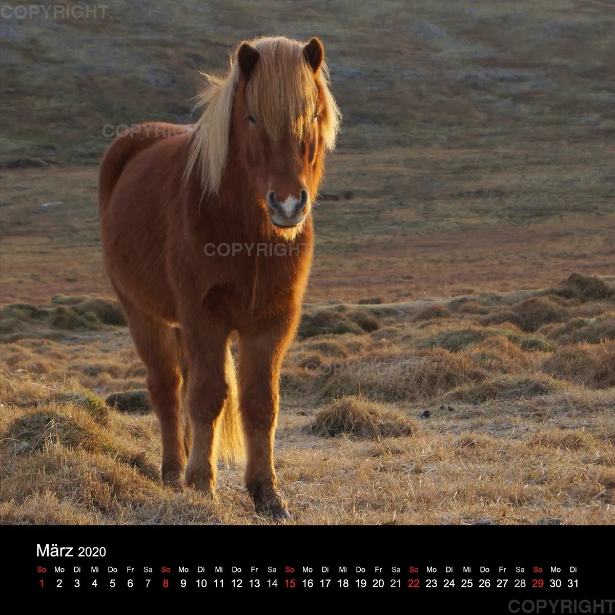 Fanney Gunnarsdóttir Icelandic Horses 2020