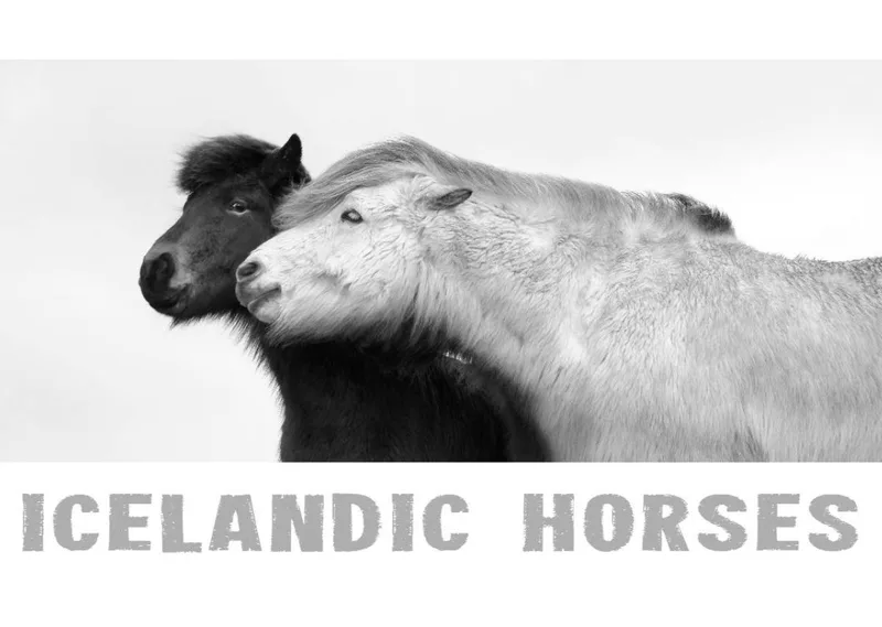 ICELANDIC HORSES 2020