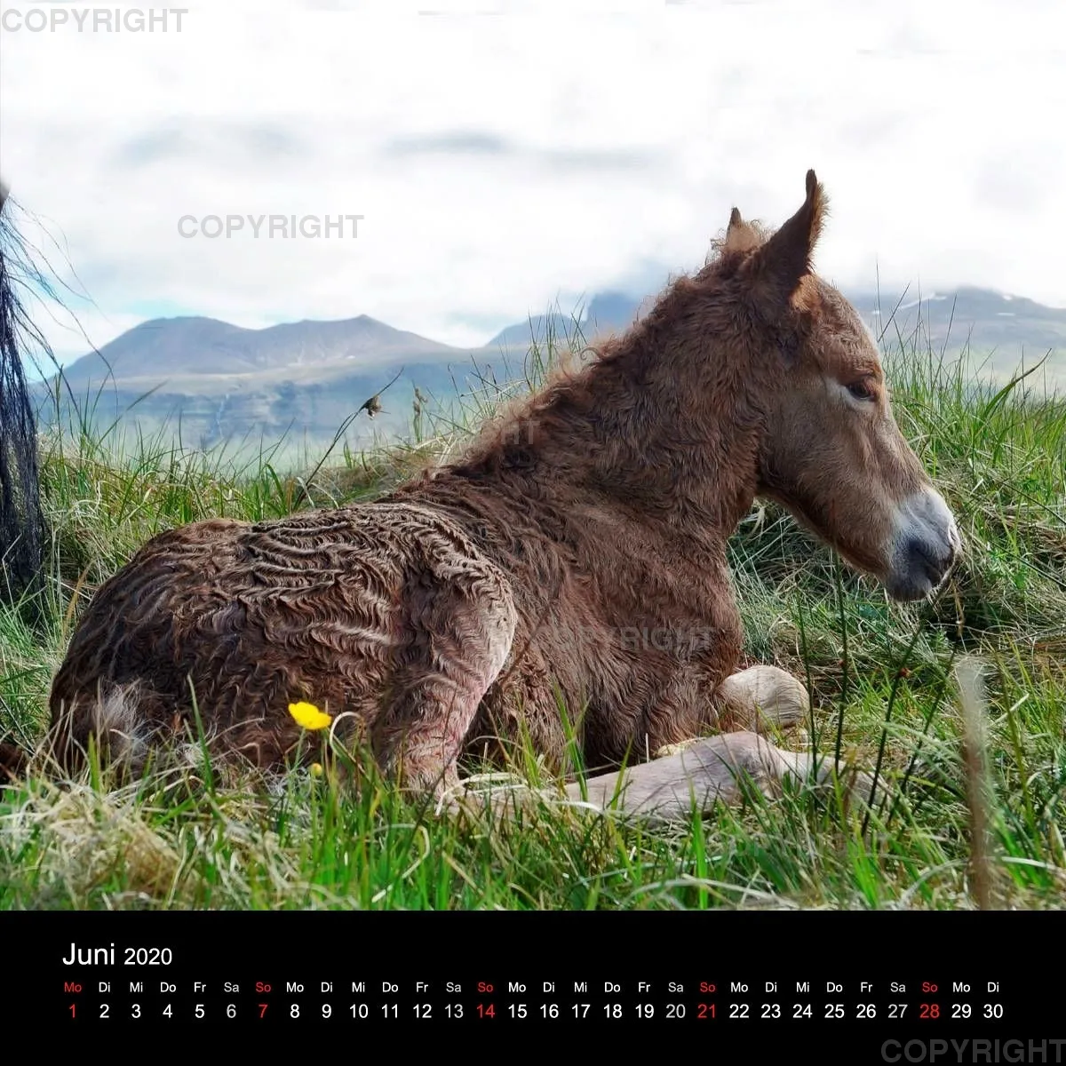 Fanney Gunnarsdóttir Icelandic Horses 2020