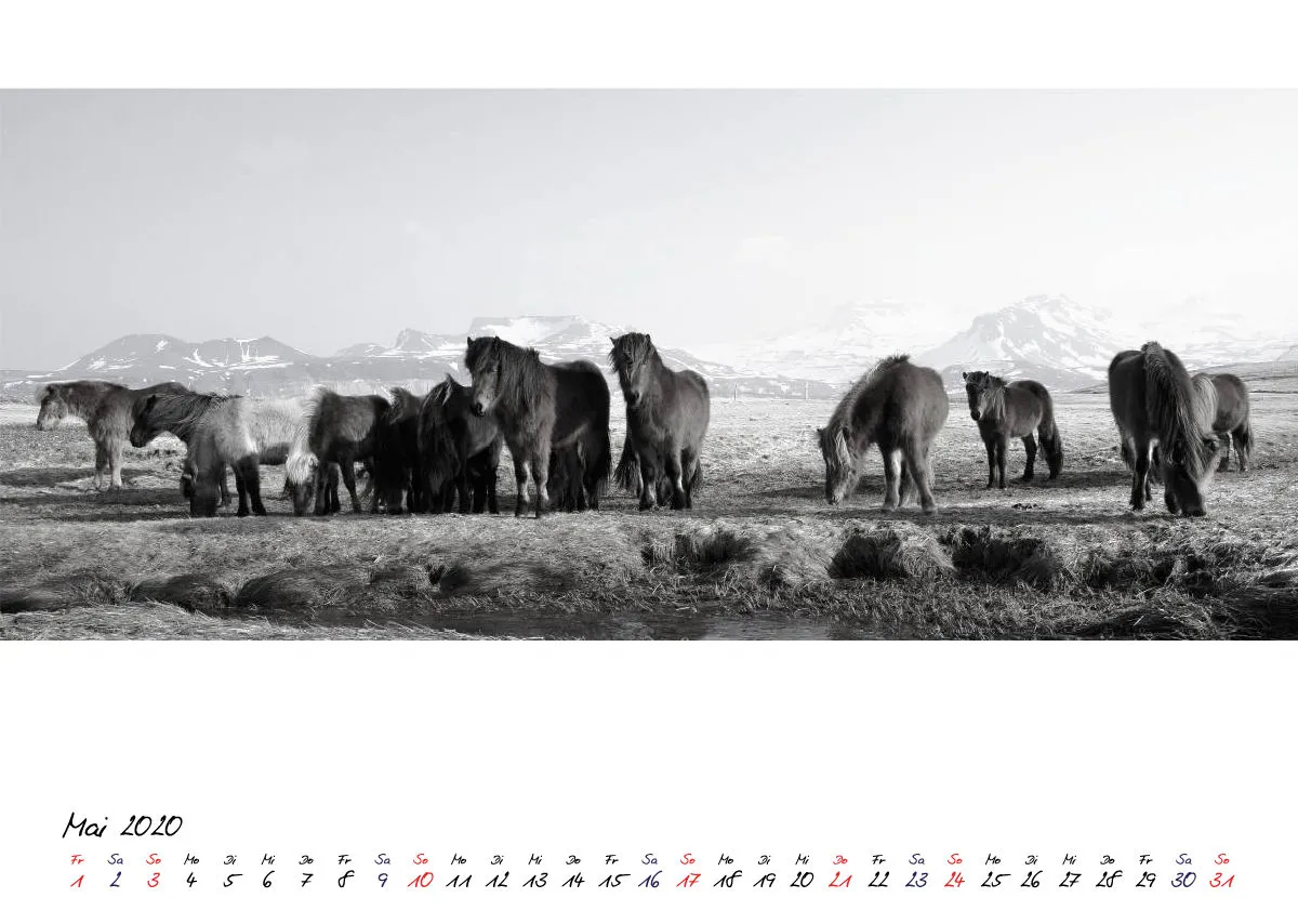 ICELANDIC HORSES 2020