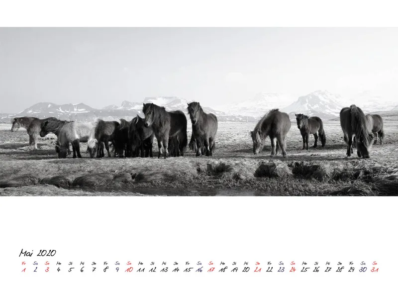 ICELANDIC HORSES 2020