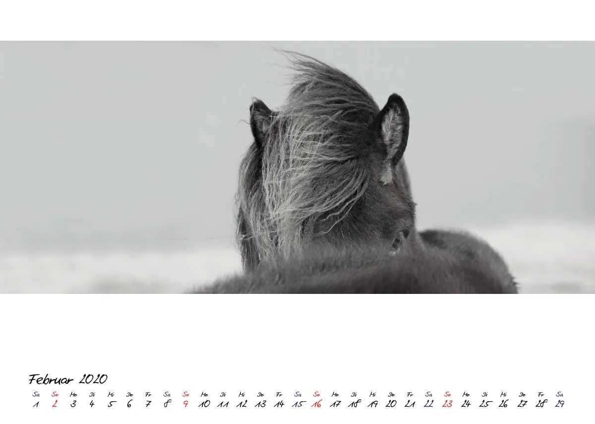 ICELANDIC HORSES 2020