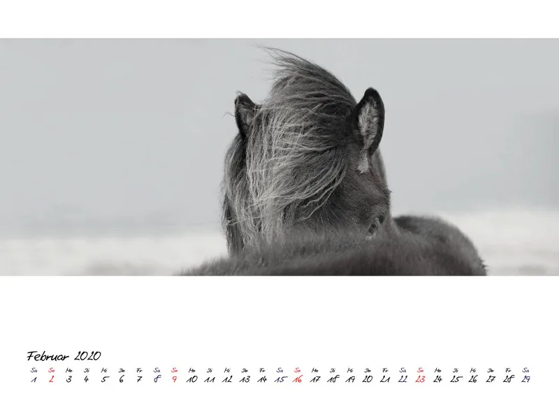 ICELANDIC HORSES 2020