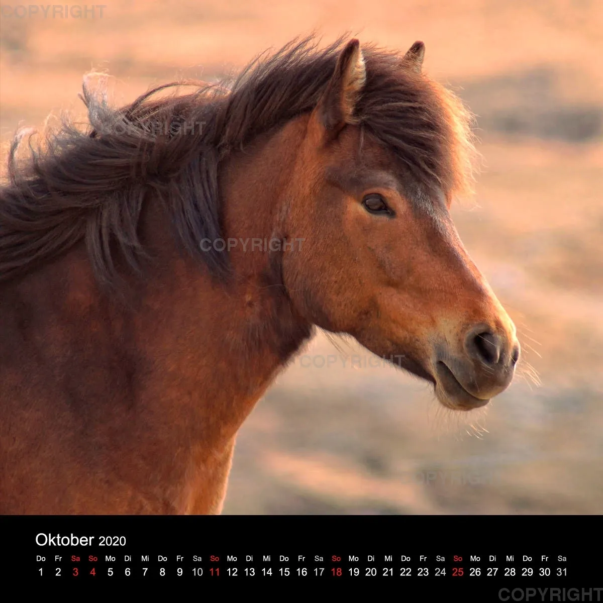 Icelandic Horses 2020
