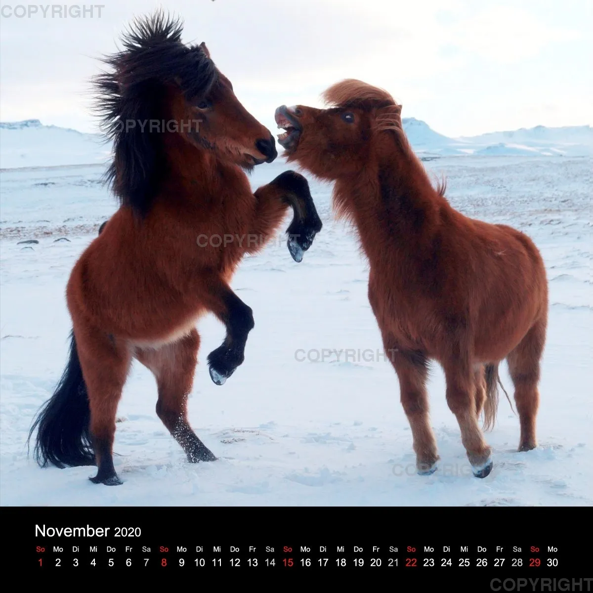 Fanney Gunnarsdóttir Icelandic Horses 2020