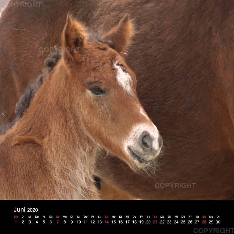 Icelandic Horses 2020