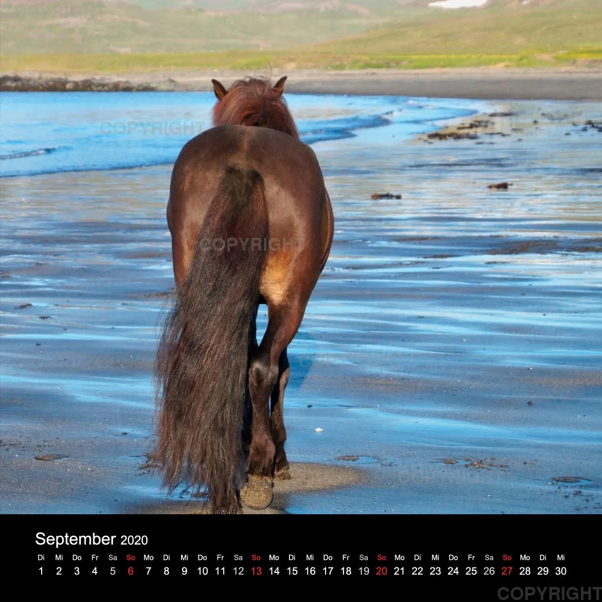 Icelandic Horses 2020