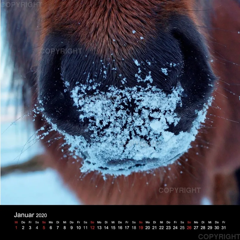 Fanney Gunnarsdóttir Icelandic Horses 2020