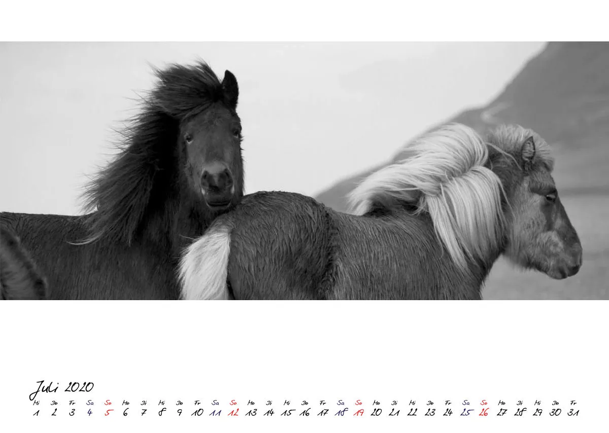 ICELANDIC HORSES 2020
