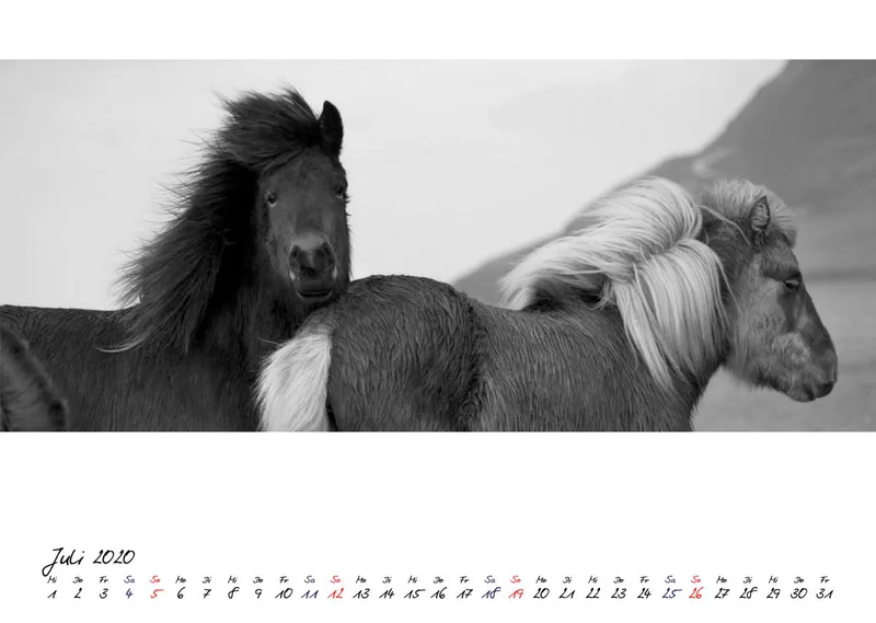 ICELANDIC HORSES 2020