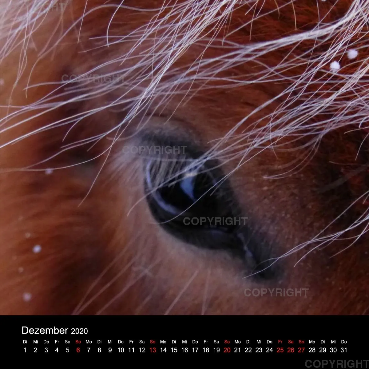 Fanney Gunnarsdóttir Icelandic Horses 2020