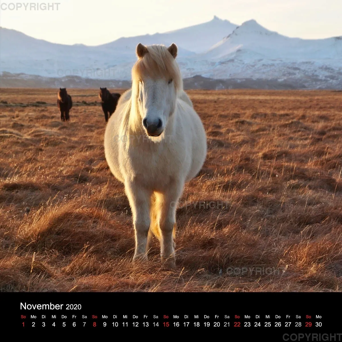 Icelandic Horses 2020