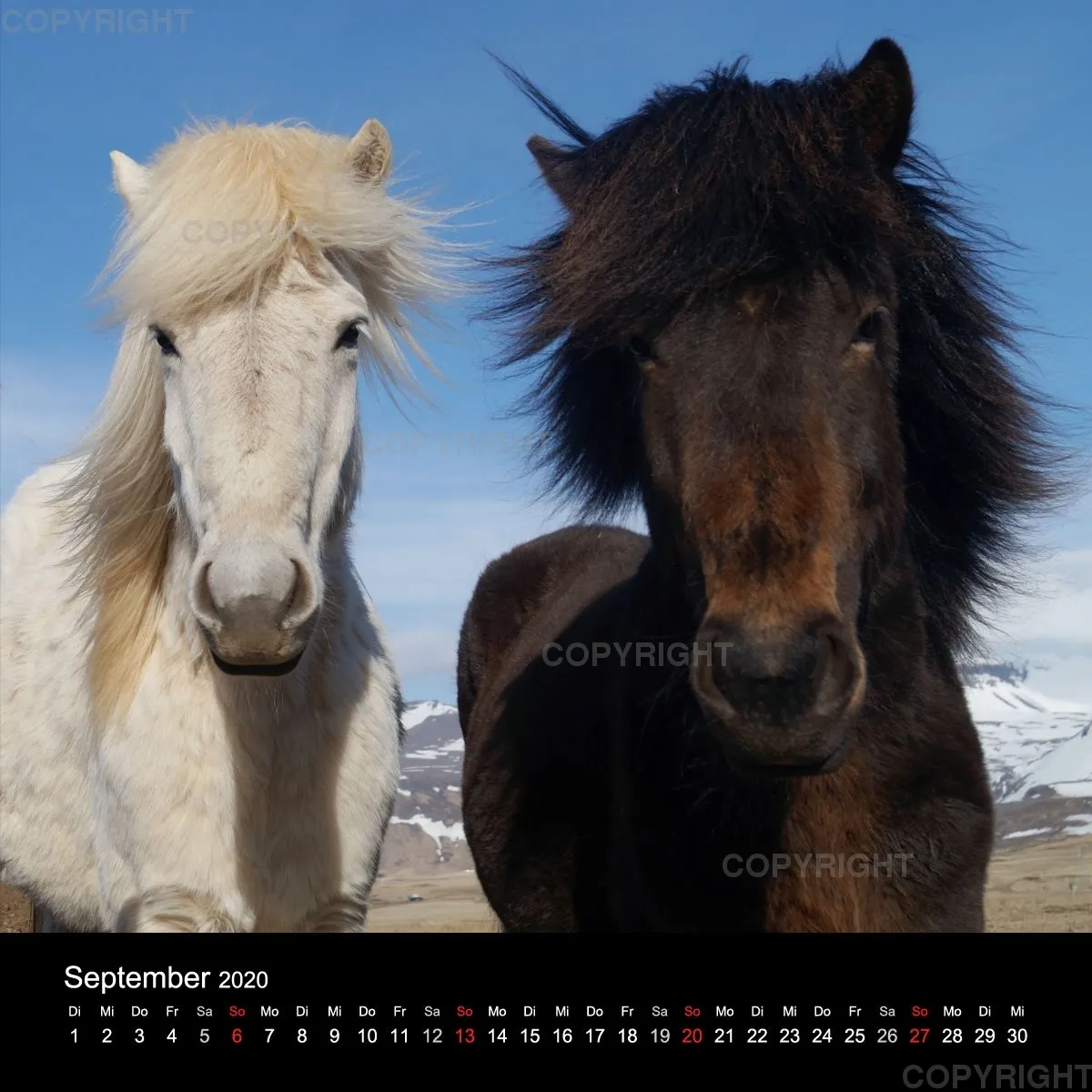 Fanney Gunnarsdóttir Icelandic Horses 2020