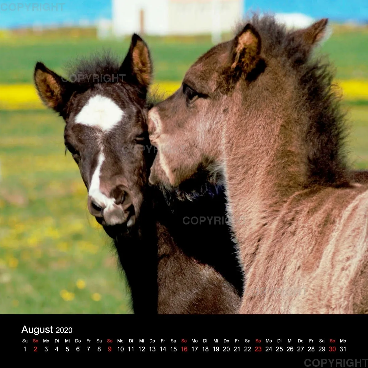 Icelandic Horses 2020