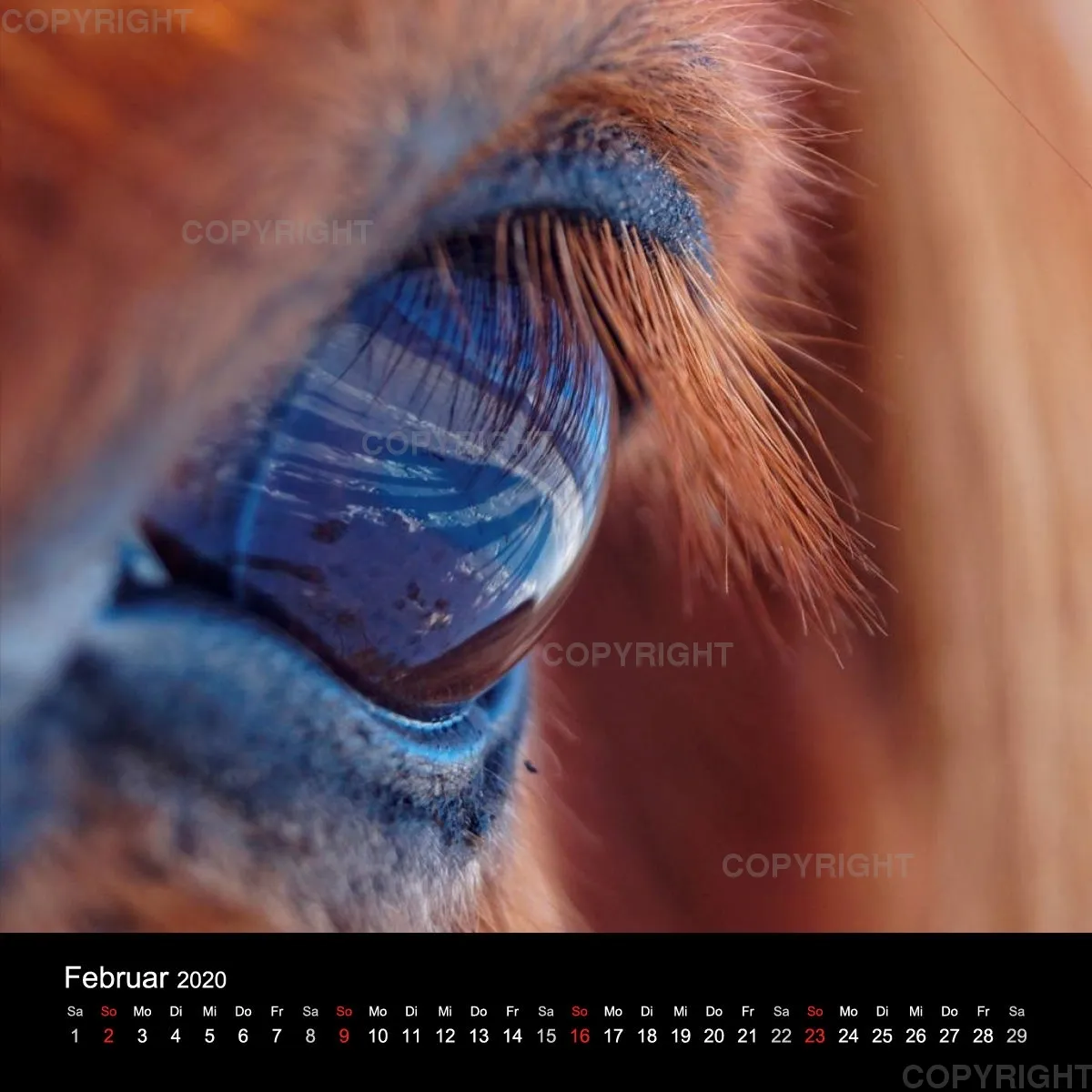 Fanney Gunnarsdóttir Icelandic Horses 2020