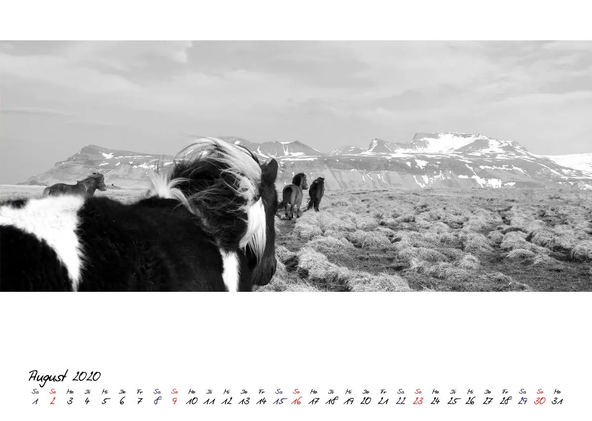ICELANDIC HORSES 2020