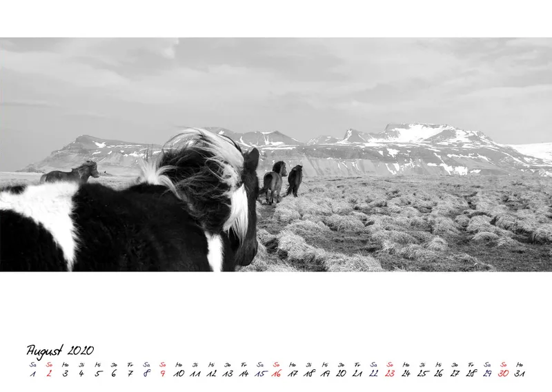 ICELANDIC HORSES 2020