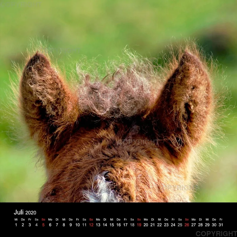 Icelandic Horses 2020