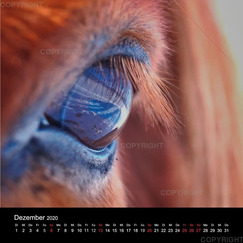 Icelandic Horses 2020