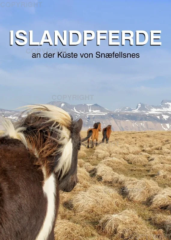 ISLANDPFERDE an der Küste von Snæfellsnes 2020