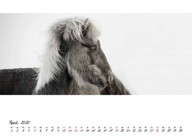 ICELANDIC HORSES 2020