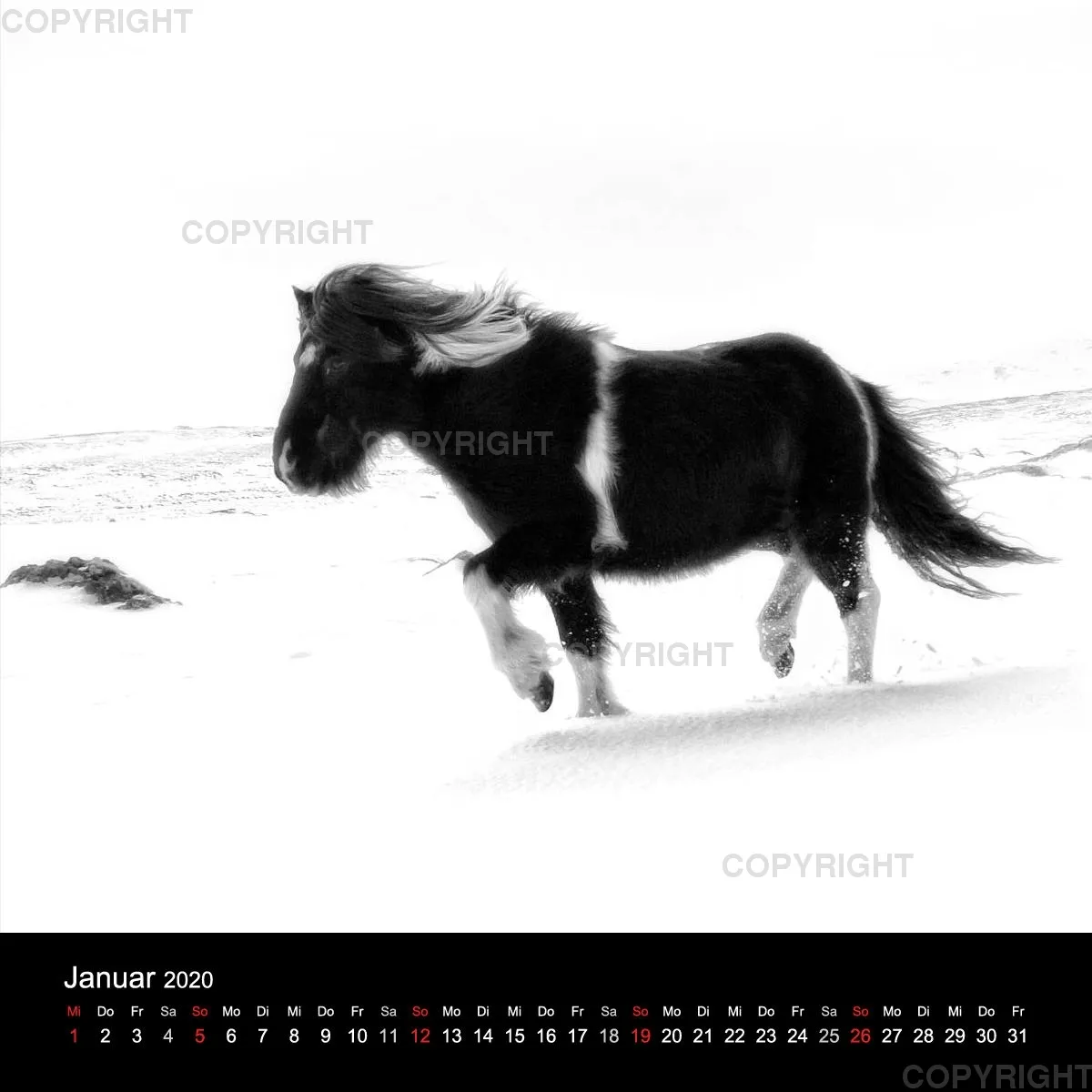 Icelandic Horses 2020
