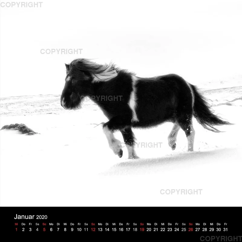 Icelandic Horses 2020