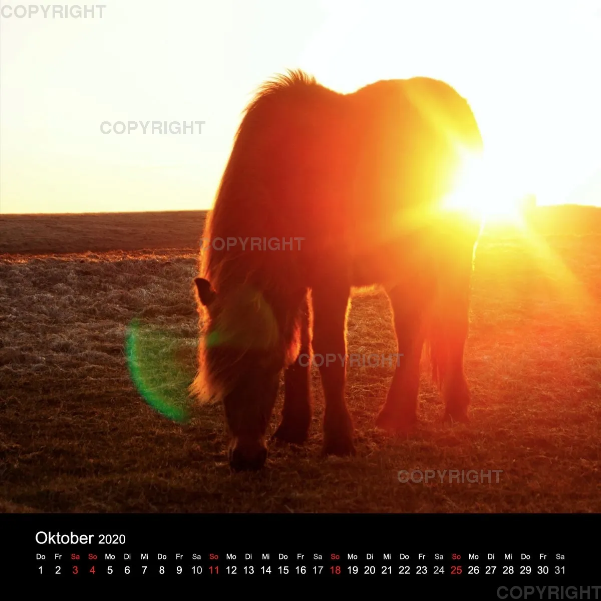 Fanney Gunnarsdóttir Icelandic Horses 2020
