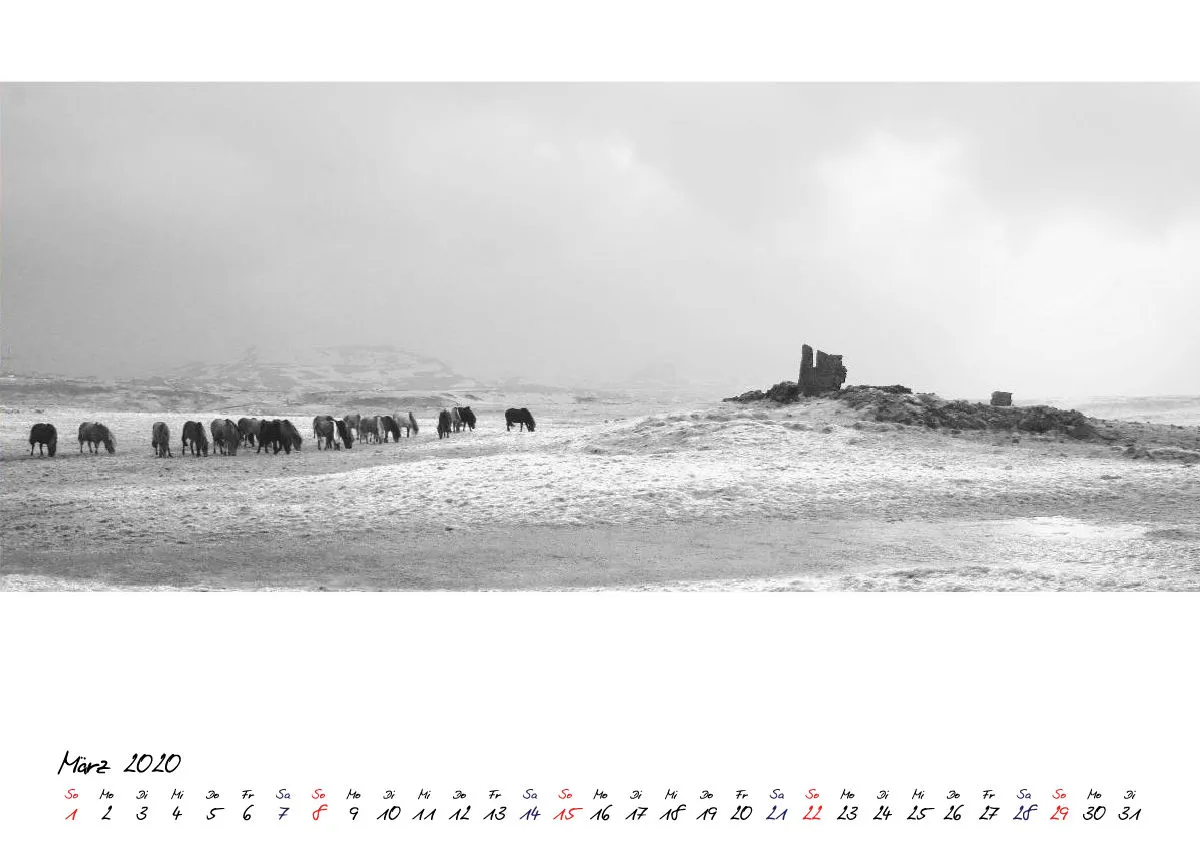 ICELANDIC HORSES 2020