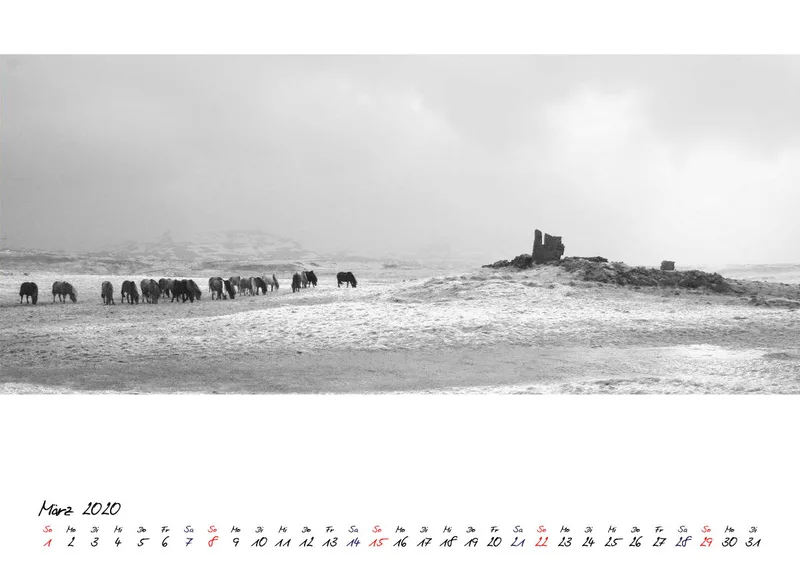 ICELANDIC HORSES 2020