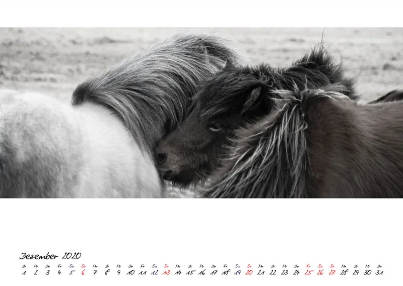 ICELANDIC HORSES 2020