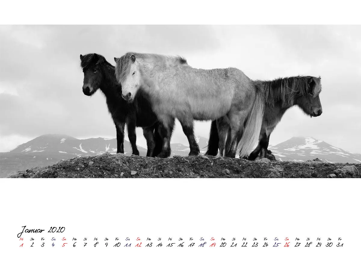 ICELANDIC HORSES 2020