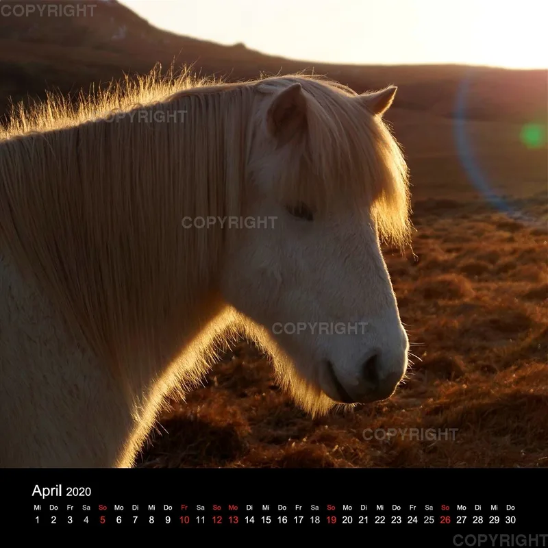 Fanney Gunnarsdóttir Icelandic Horses 2020